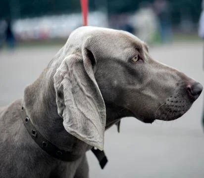 Hunting pointer weimaraner Stock Photos