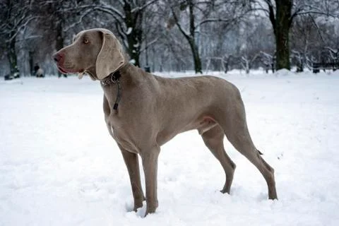 Hunting pointer weimaraner winter in the snow with handler Stock Photos