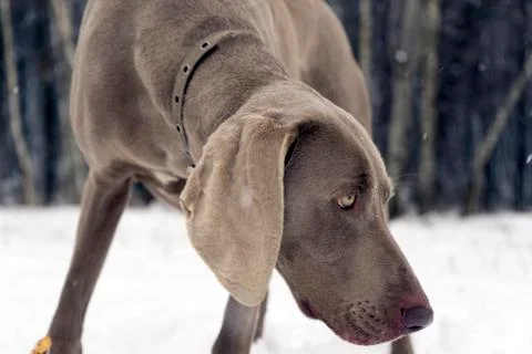 Hunting pointer weimaraner winter in the snow with handler Stock Photos