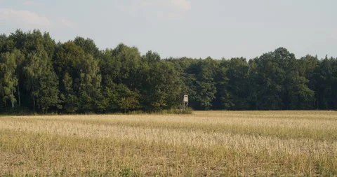Hunting pulpit Stock Footage 248848401