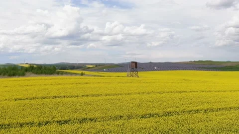 Hunting pulpit on yellow fields of rap with solar farm panels in background Stock Footage 156795541