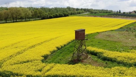 Hunting pulpit on yellow fields of rap with solar farm panels in background Stock Footage 156796247