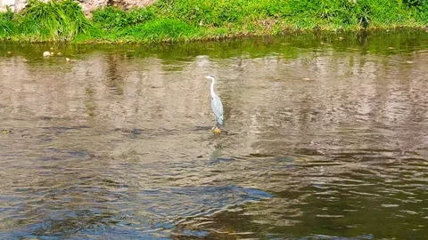 Hunting by River Stock Footage 292863038