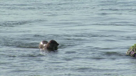 Hunting sea otter Video stock 33734520