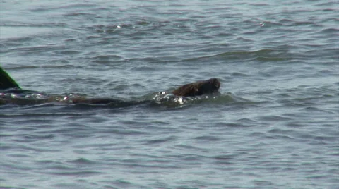 Hunting sea otter Video stock 33734553