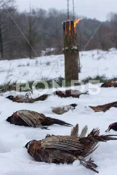 Hunting season, bird hunting. Traditional attitude to trophies. The bird is l Stock Photos