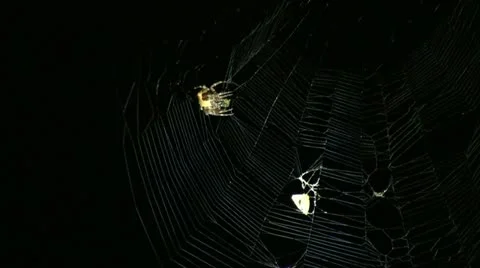 Hunting spider Stock Footage 11521601