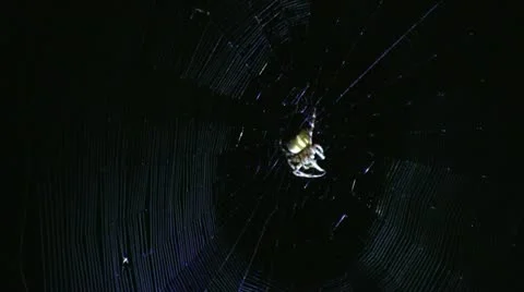 Hunting spider Stock Footage 11521920