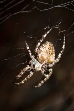 Hunting spider Stock Photos