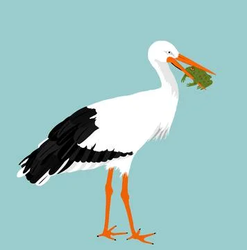Hunting stork eating frog vector illustration isolated on background Illustrazione stock