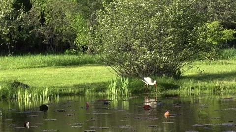 Hunting stork 库存影片 276792431