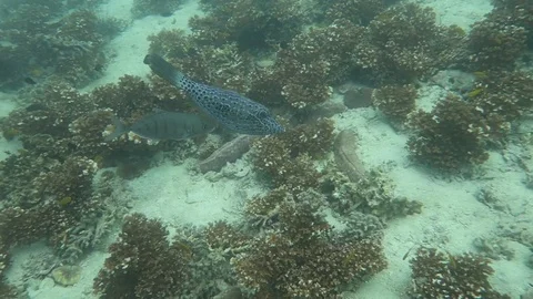 Hunting technique of a young Trevally/ Jack fish Stock Footage 80809574