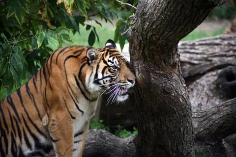 Hunting tiger Stock Photos
