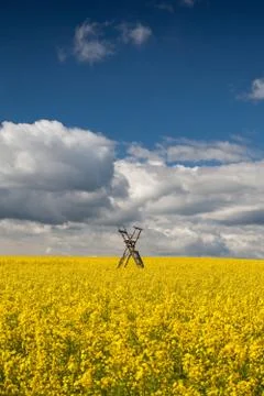 Hunting tower on the rape field Stock Photos