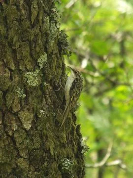 Hunting Treecreeper Stock Photos