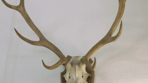 ROE DEER SKULL WITH ANTLERS (TROPHY, HORN, TAXIDERMY
