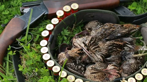 Hunting trophy. Bird, snipe Stock Footage 66685087
