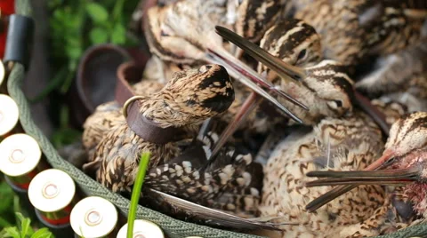 Hunting trophy. Bird, snipe Stock-Footage 66685607