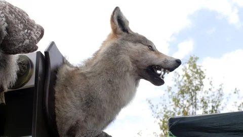 Hunting trophy in the form of a wolf head Stock-Footage 104030685