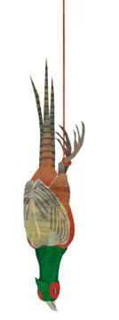 Hunting Trophy Pheasant 스톡 일러스트