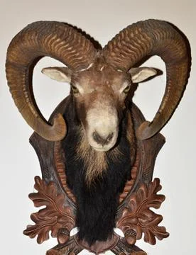 Hunting trophy Stock Photos