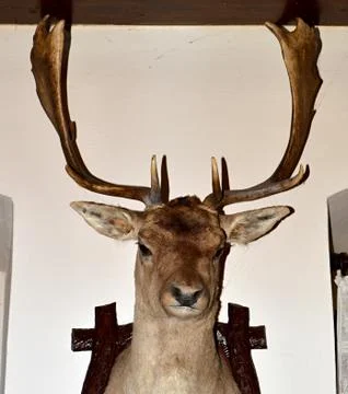 Hunting trophy Stock Photos