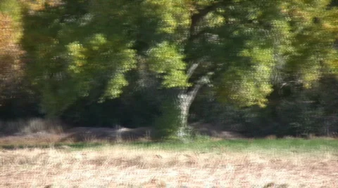 HuntingHarrierOne Stock Footage 278452