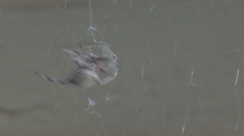 Huntress Spider working in her web Stock Footage 10572532