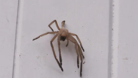 Huntsman Spider Exoskeleton Stock Footage 128232312