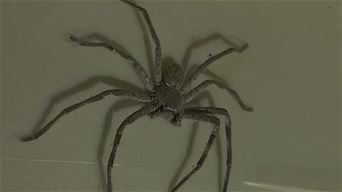 Huntsman Spider Stock Footage 152171064