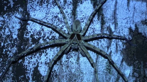 Huntsman spider, Malaysia Stockbeeldmateriaal 129530864