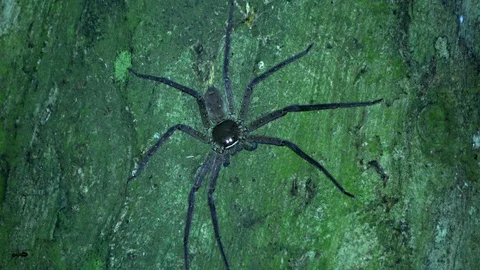 Huntsman spider, Malaysia Stock Footage 130162011