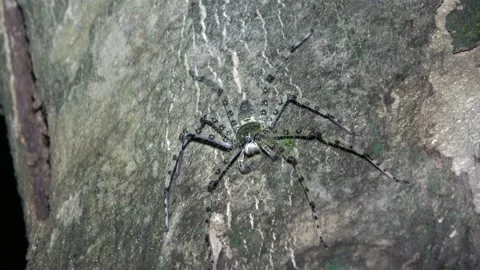 Huntsman spider, Malaysia 動画素材 130926261