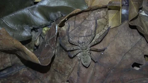 Huntsman spider, Malaysia Stock Footage 224403552