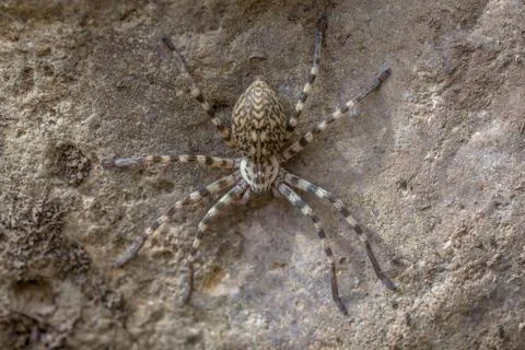 Huntsman spider Foto stock