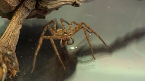 Huntsman Spider Processing Captured Food With Mouthparts Stock Footage 336713277