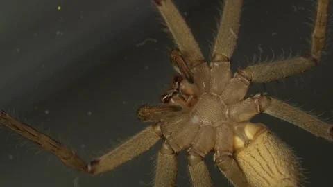 Huntsman Spider Underside Macro Close Up Walking on Surface Video stock 336367291