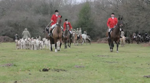 Huntsmen with foxhounds Video stock 10587598