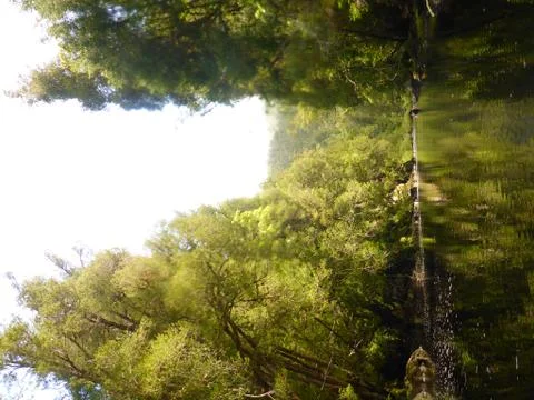 Huon Pine Foto stock