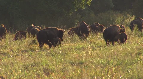 Hurd of Buffalo Video stock 46598848