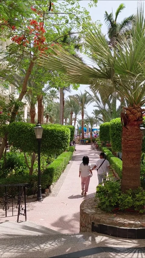 Hurghada, Egypt - May 17 2026: a man and a woman, walking away from the camera Stock Footage 336243496