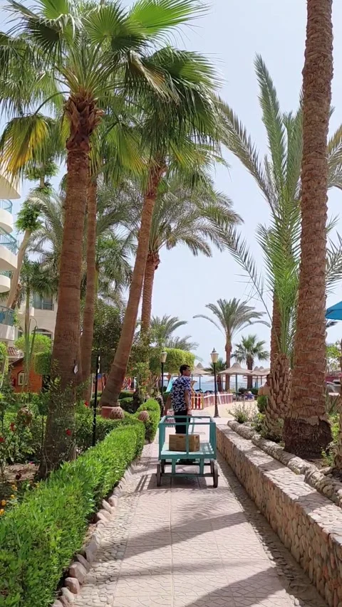 Hurghada, Egypt - May 17 2026: a male resort employee Stock Footage 336245502