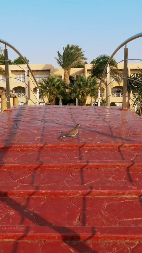 HURGHADA, EGYPT - OCTOBER 24, 2018: hotel Prima Life. beautiful red bridge over Stock Footage 311995047