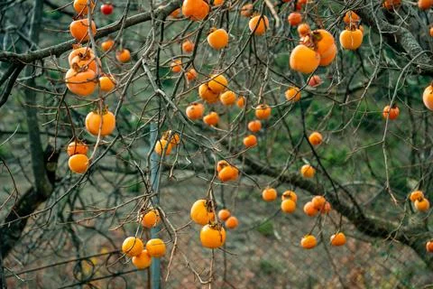 Hurma on Winter Stock Photos