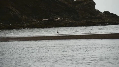 Huron on beach Stock Footage 126790741
