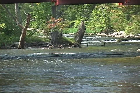 Huron River watershed Video stock 67999