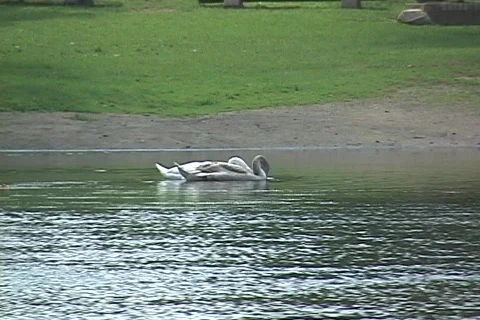 Huron River watershed Stock Footage 90324