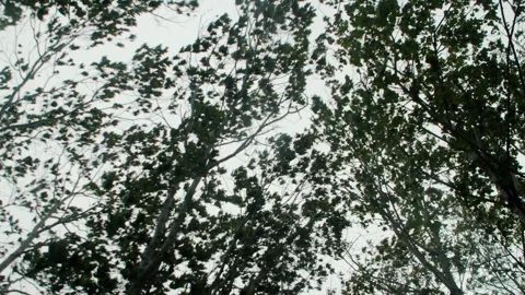 Hurricane is about to hit the forest and break the trees inside the forest Stock Footage 266323843