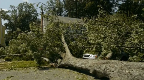Hurricane Aftermath - big tree on car (Several shots) Vídeos de archivo 8677876
