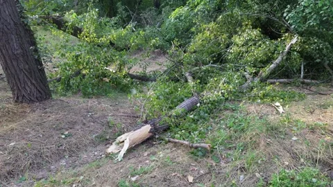 Hurricane aftermath fallen tree with broken branches in a green forest, sho.. Video stock 313585611